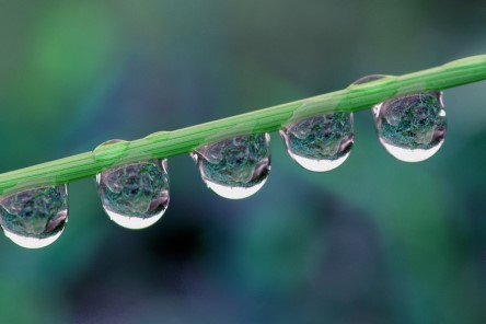 druppels op stengel
