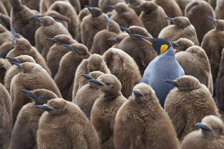 Opvallende pinguin als symbool voor teamcoaching